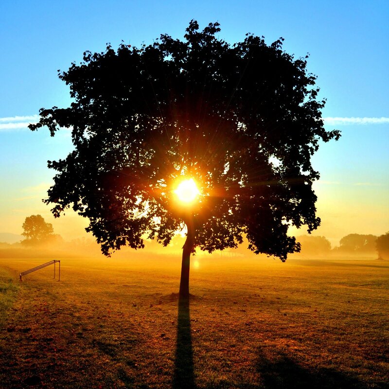 Sunrise through a tree silhouette