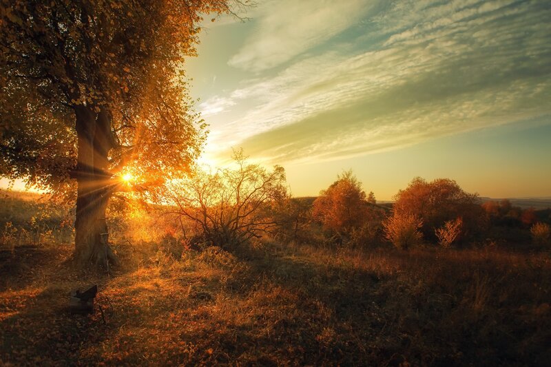 Sunrise Through Autumn Trees