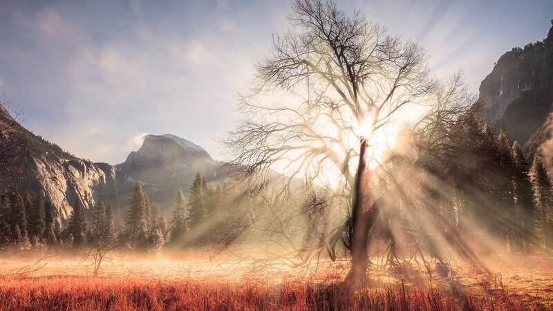 Sunrise Through Bare Tree — Gold