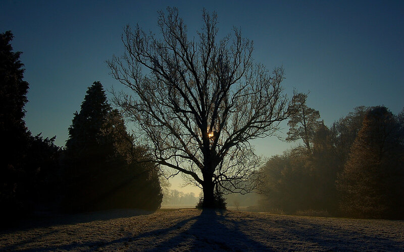 Sunrise through bare tree