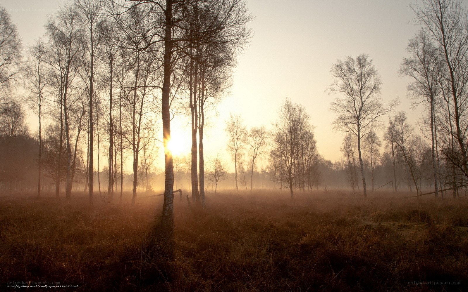 Sunrise through bare trees