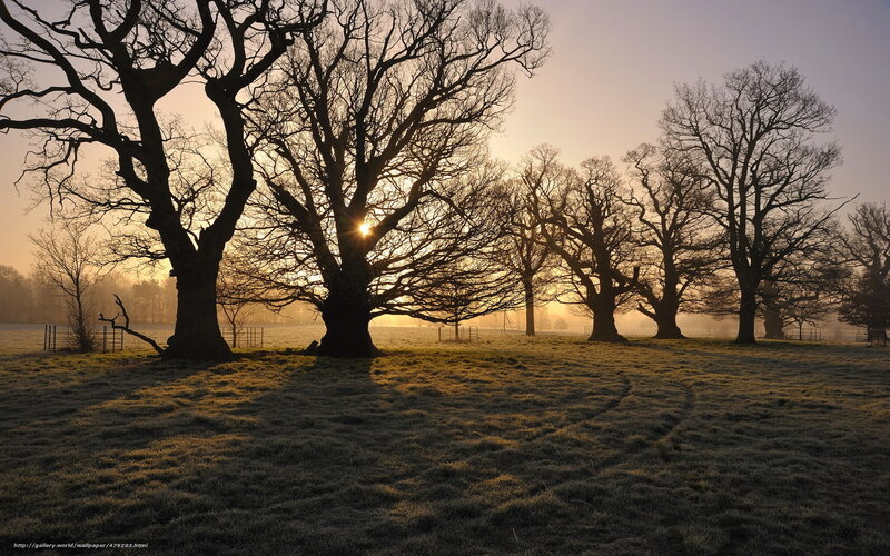 Sunrise through bare trees