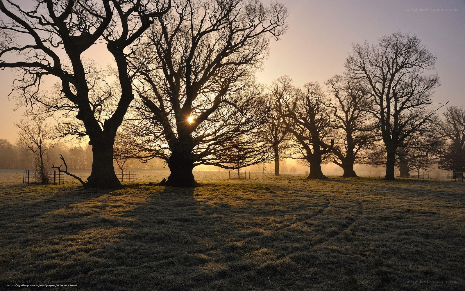 Sunrise through bare trees