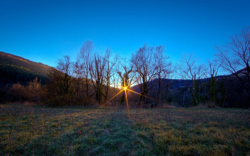 Sunrise Through Bare Trees — Blue, Serene