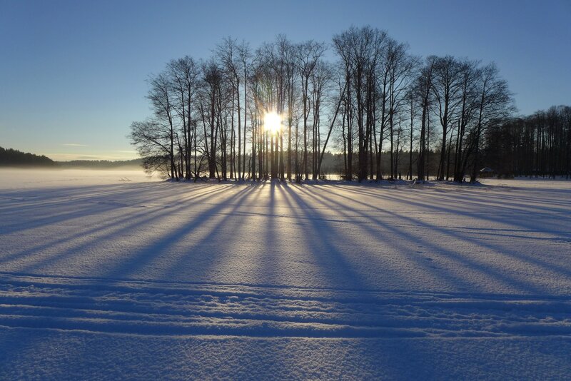 Sunrise Through Bare Trees — Blue
