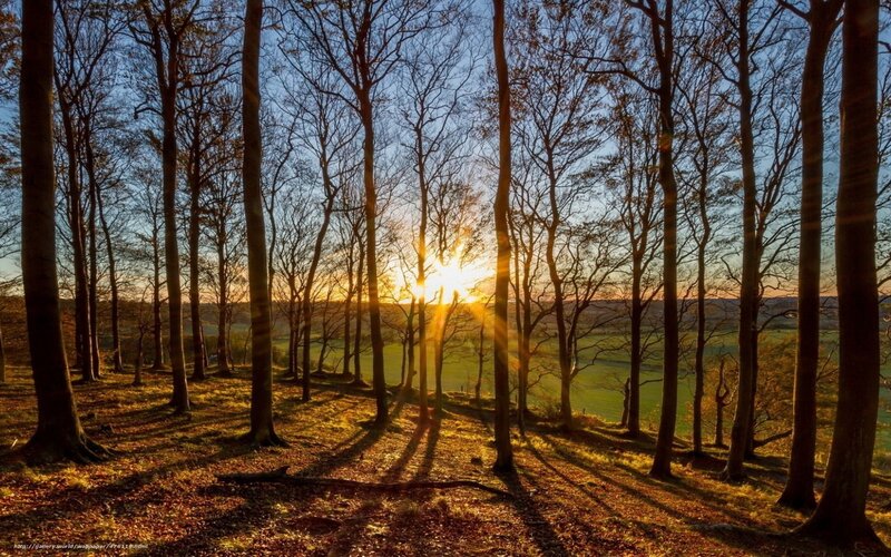 Sunrise Through Bare Trees — Brown, Serene