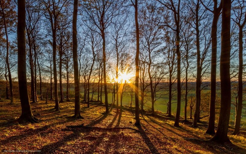 Sunrise Through Bare Trees — Brown
