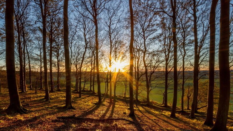 Sunrise Through Bare Trees — Gold