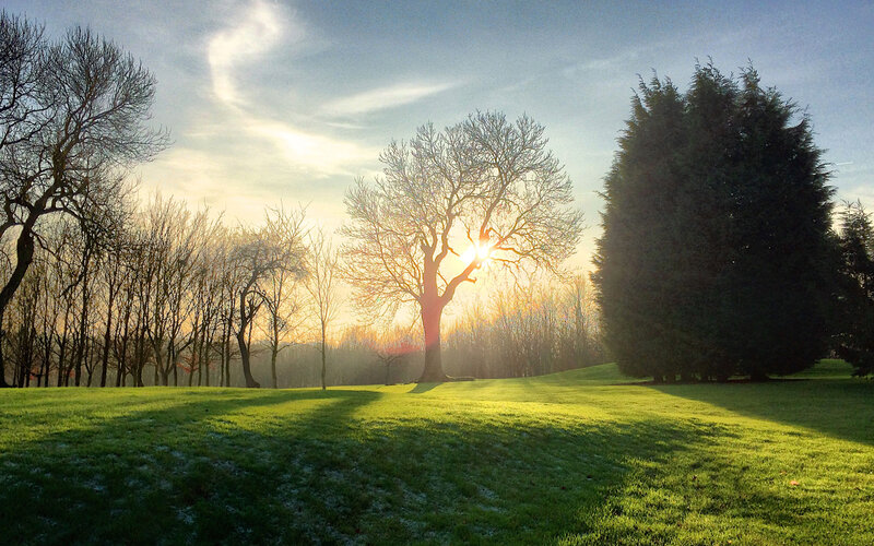 Sunrise Through Bare Trees — Green