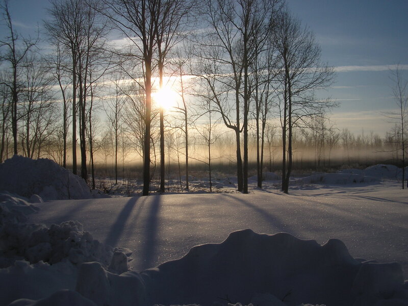 Sunrise Through Bare Trees — White