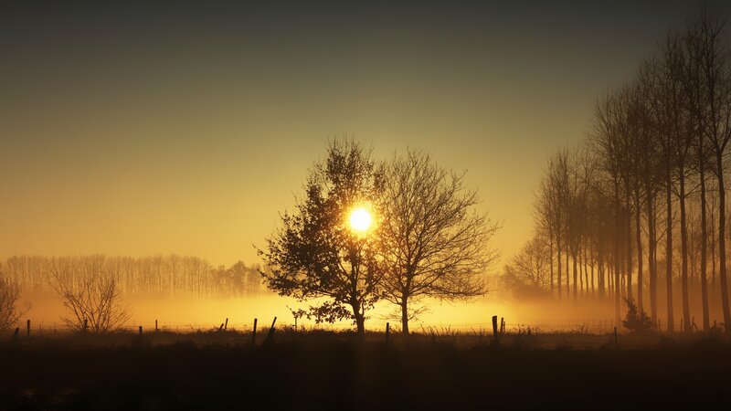 Sunrise Through Bare Trees — Yellow