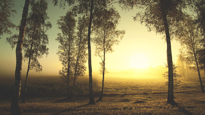 Sunrise through birch trees
