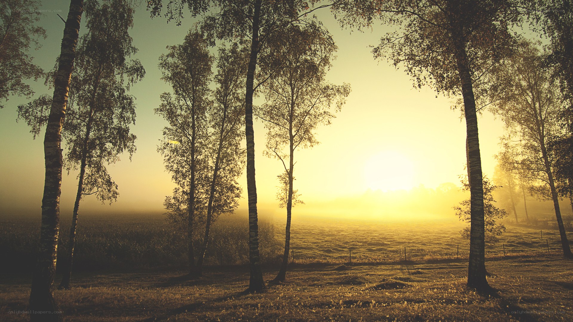 Sunrise through birch trees
