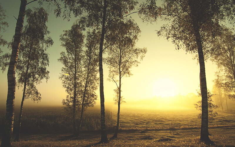 Sunrise through birch trees