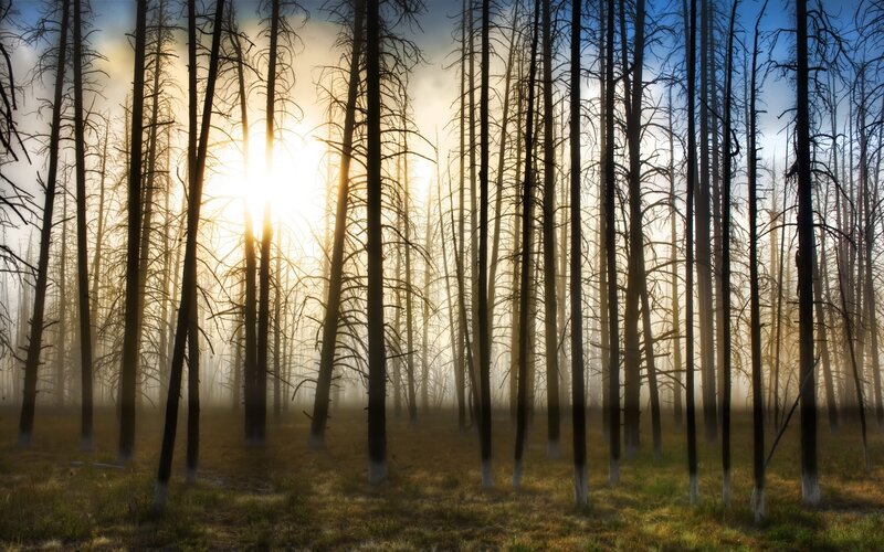 Sunrise through burnt forest