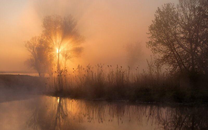 Sunrise Through Foggy Trees — Orange, Serene