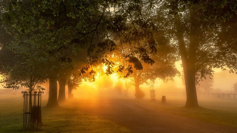 Sunrise Through Foggy Trees — Orange