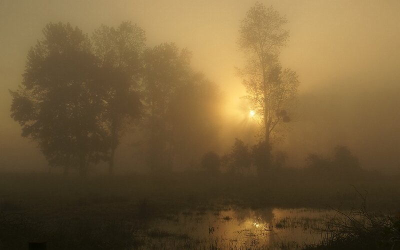 Sunrise Through Foggy Trees — Yellow, Serene