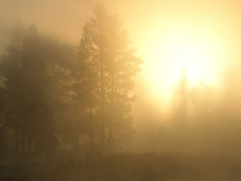 Sunrise Through Foggy Trees — Yellow