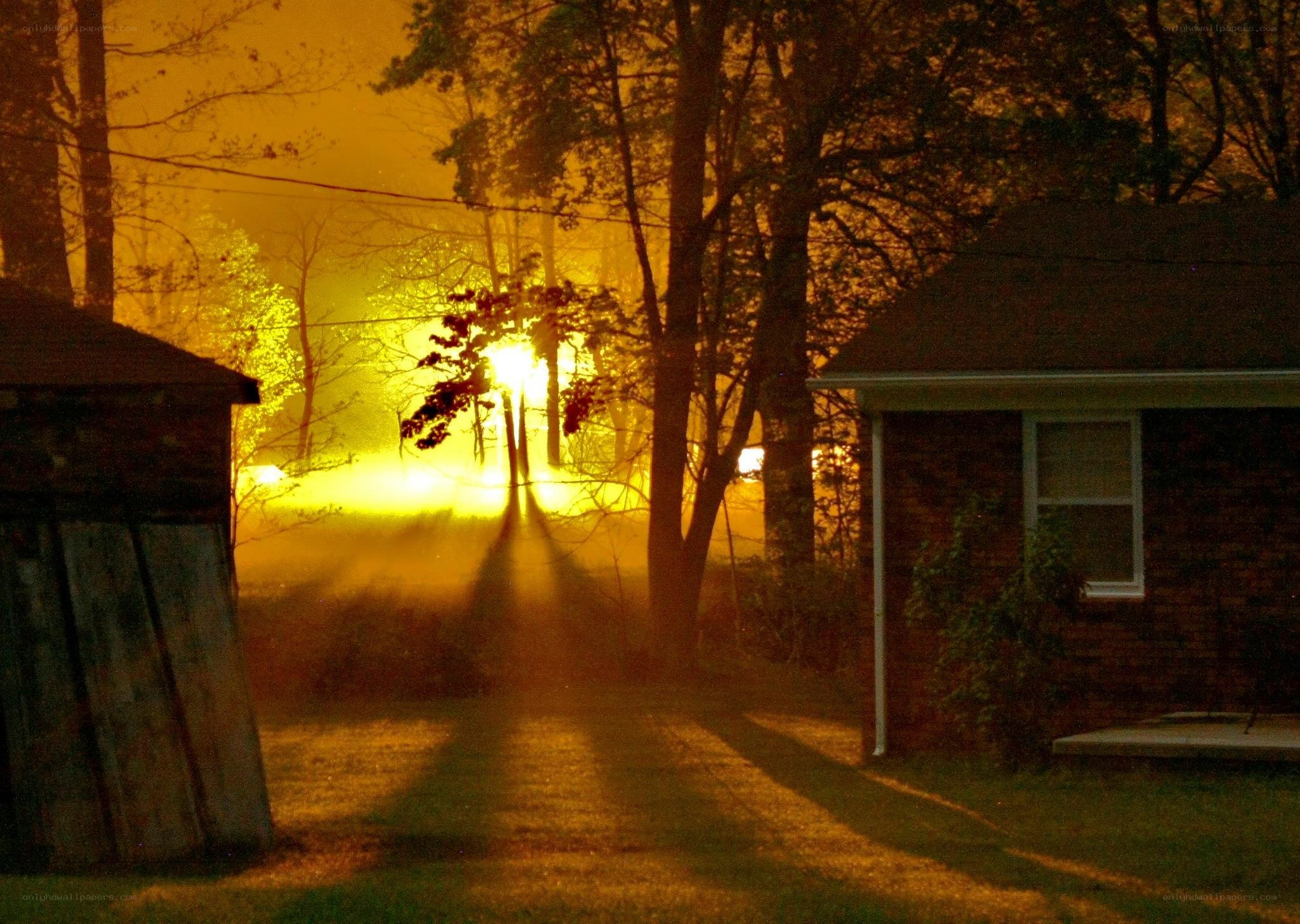 Sunrise through foggy trees