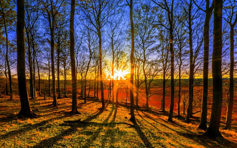 Sunrise Through Forest — Blue, Dramatic, Sunset, Photograph