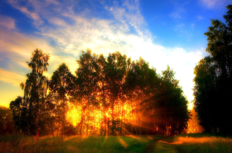 Sunrise Through Forest — Blue, Dramatic, Sunset