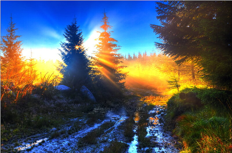 Sunrise Through Forest — Blue, Dramatic
