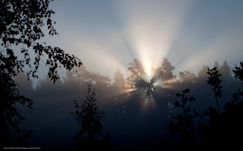 Sunrise Through Forest — Blue, Serene, Photograph