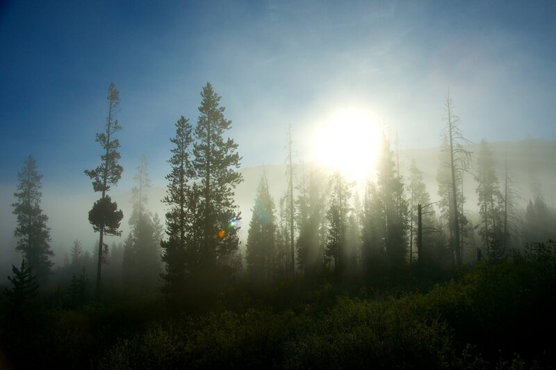 Sunrise Through Forest — Blue, Serene