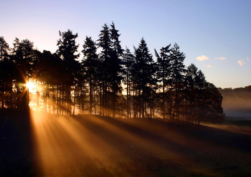 Sunrise Through Forest — Blue