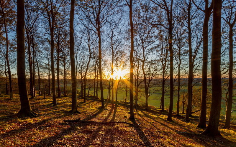 Sunrise Through Forest — Gold