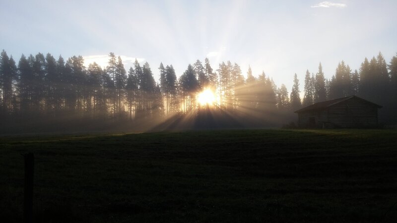 Sunrise Through Forest — Green