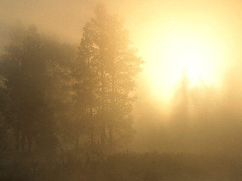 Sunrise through forest mist