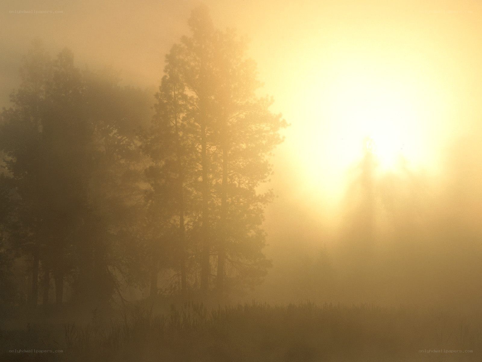 Sunrise through forest mist