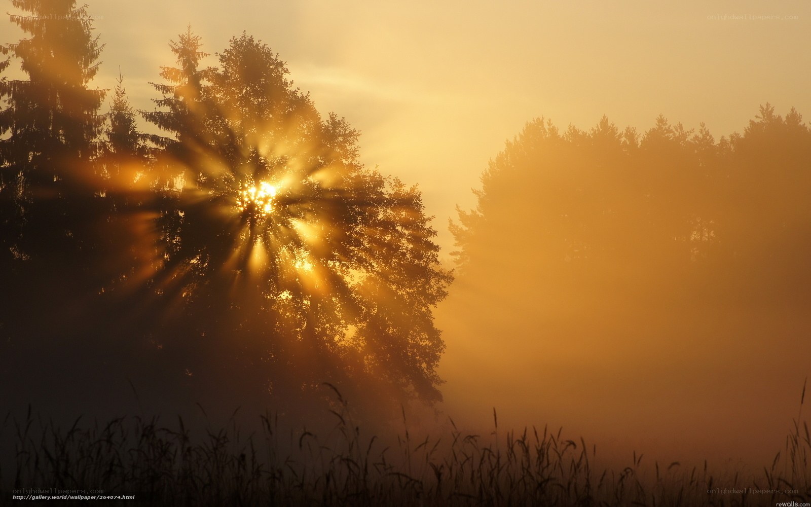 Sunrise through forest mist