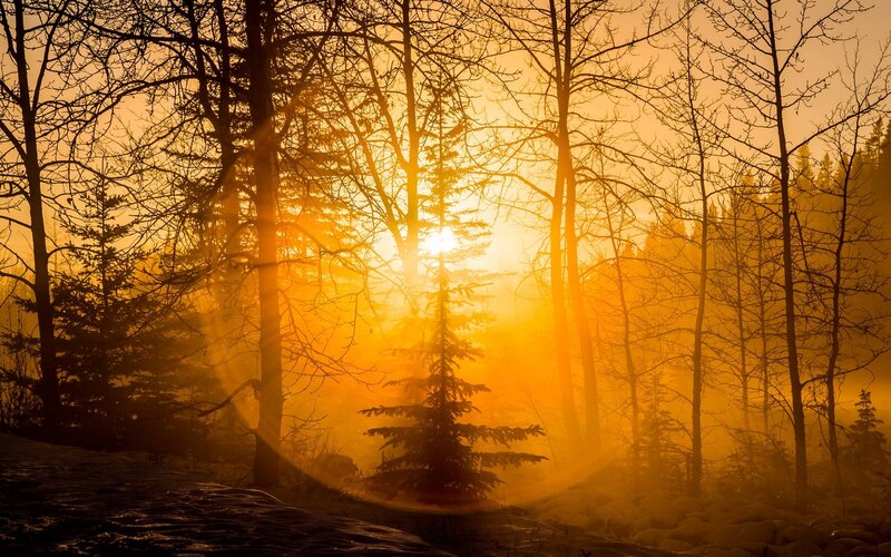 Sunrise Through Forest — Orange, Serene, Photograph