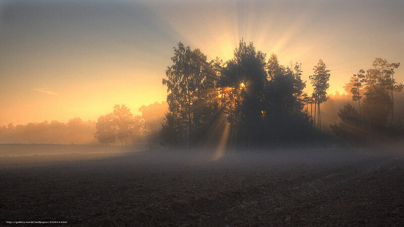 Sunrise Through Forest — Orange, Serene