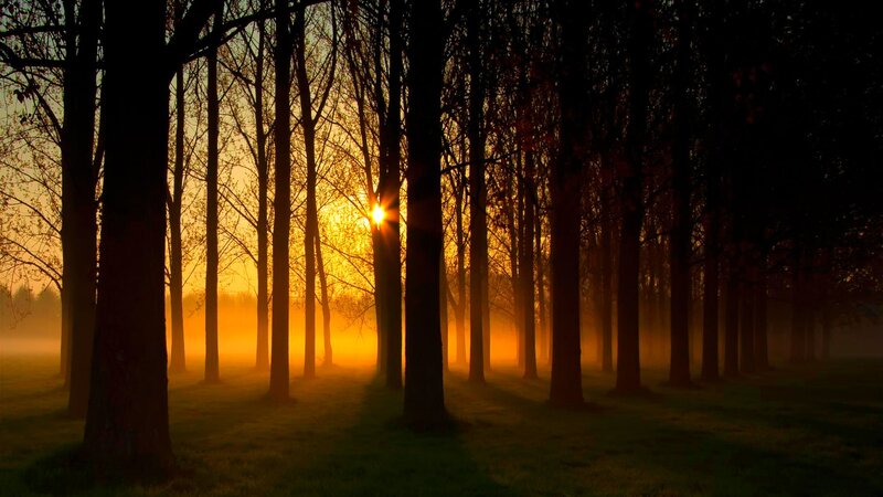 Sunrise Through Forest — Orange