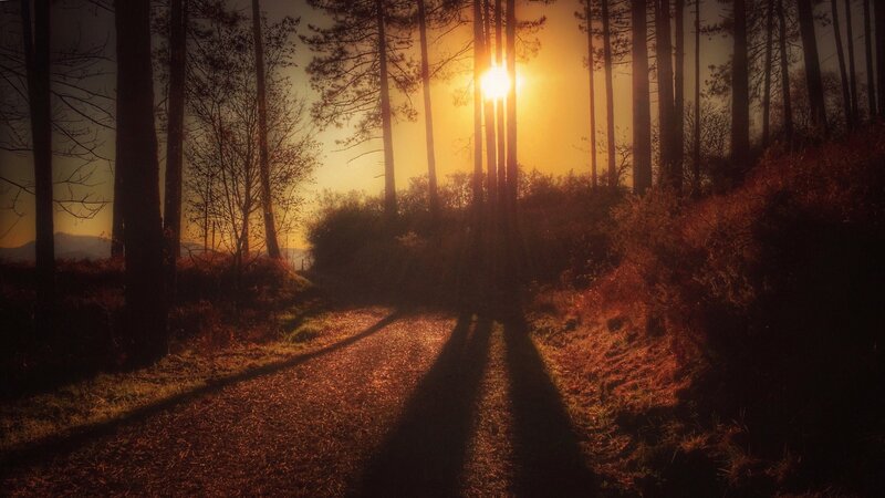 Sunrise Through Forest Path