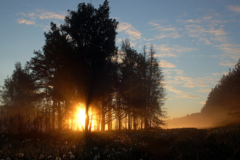 Sunrise Through Forest