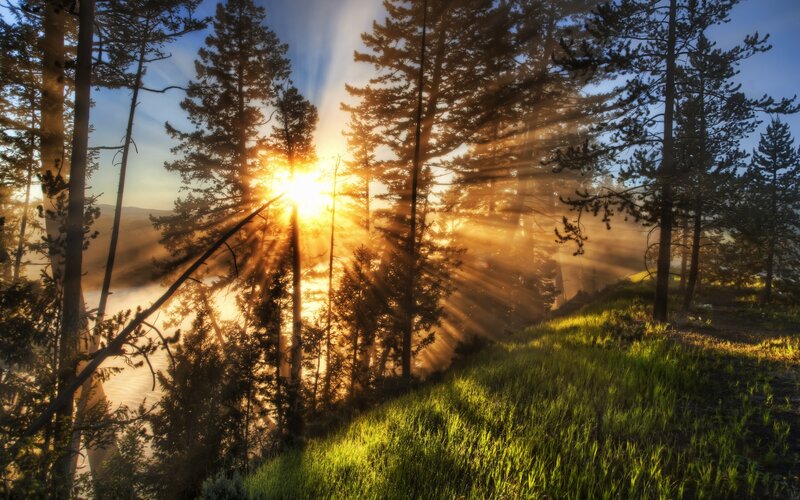 Sunrise through forest trees