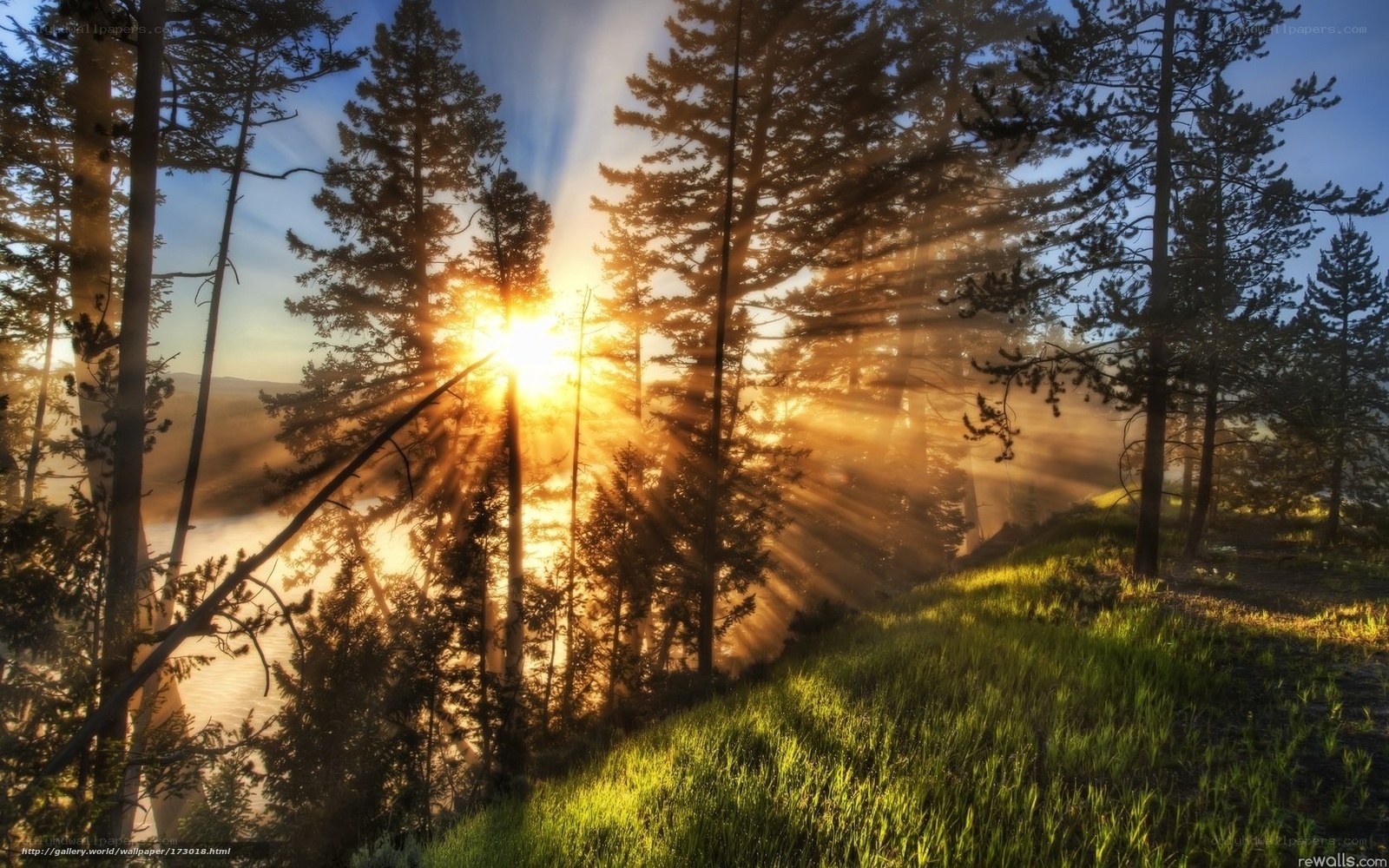 Sunrise through forest trees
