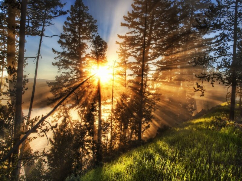 Sunrise through forest trees