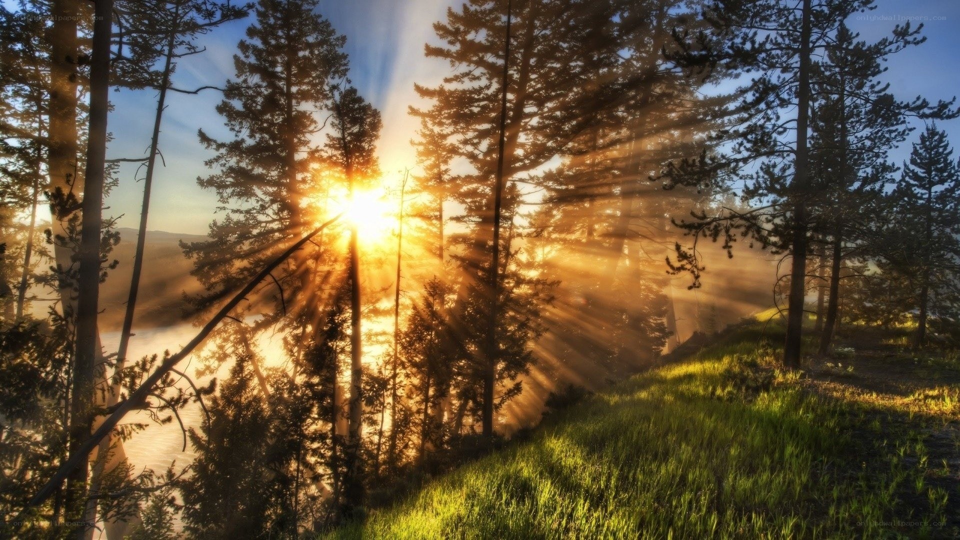 Sunrise through forest trees