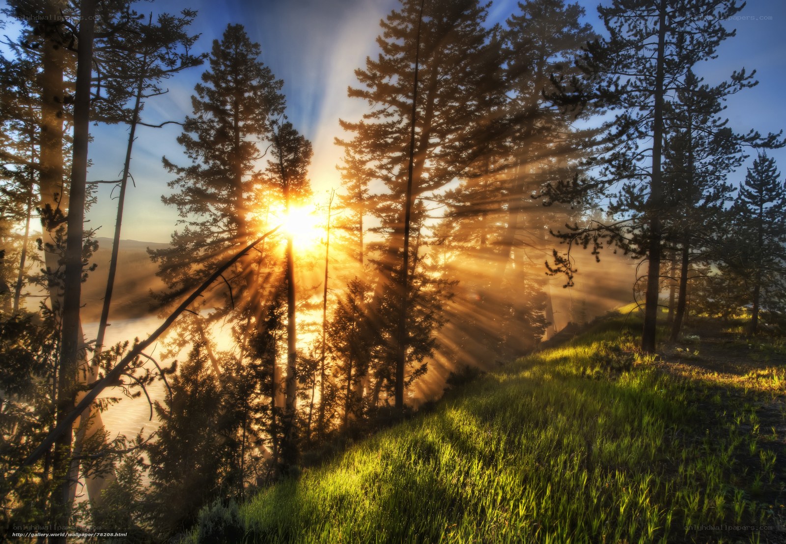 Sunrise through forest trees