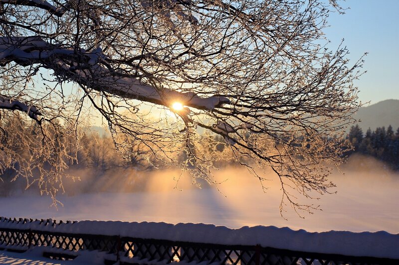 Sunrise Through Frosty Branches — Gold
