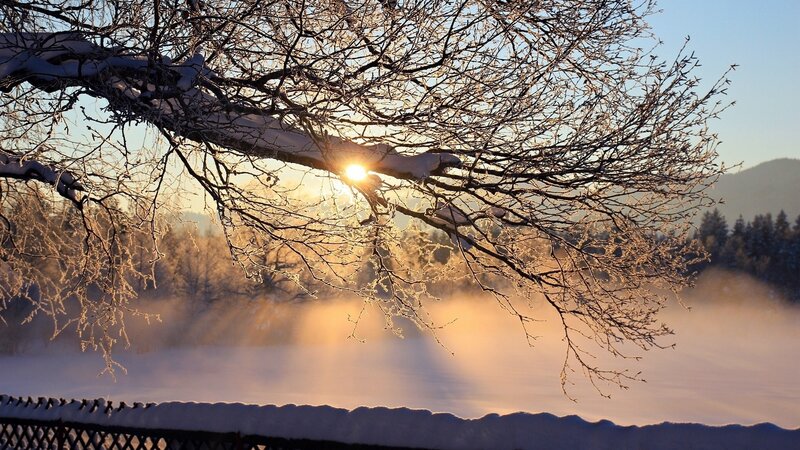 Sunrise Through Frosty Branches