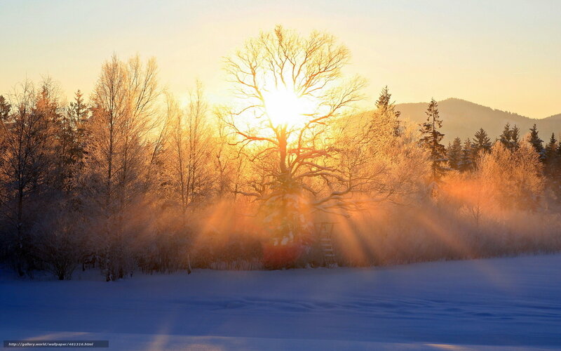 Sunrise Through Frosty Trees