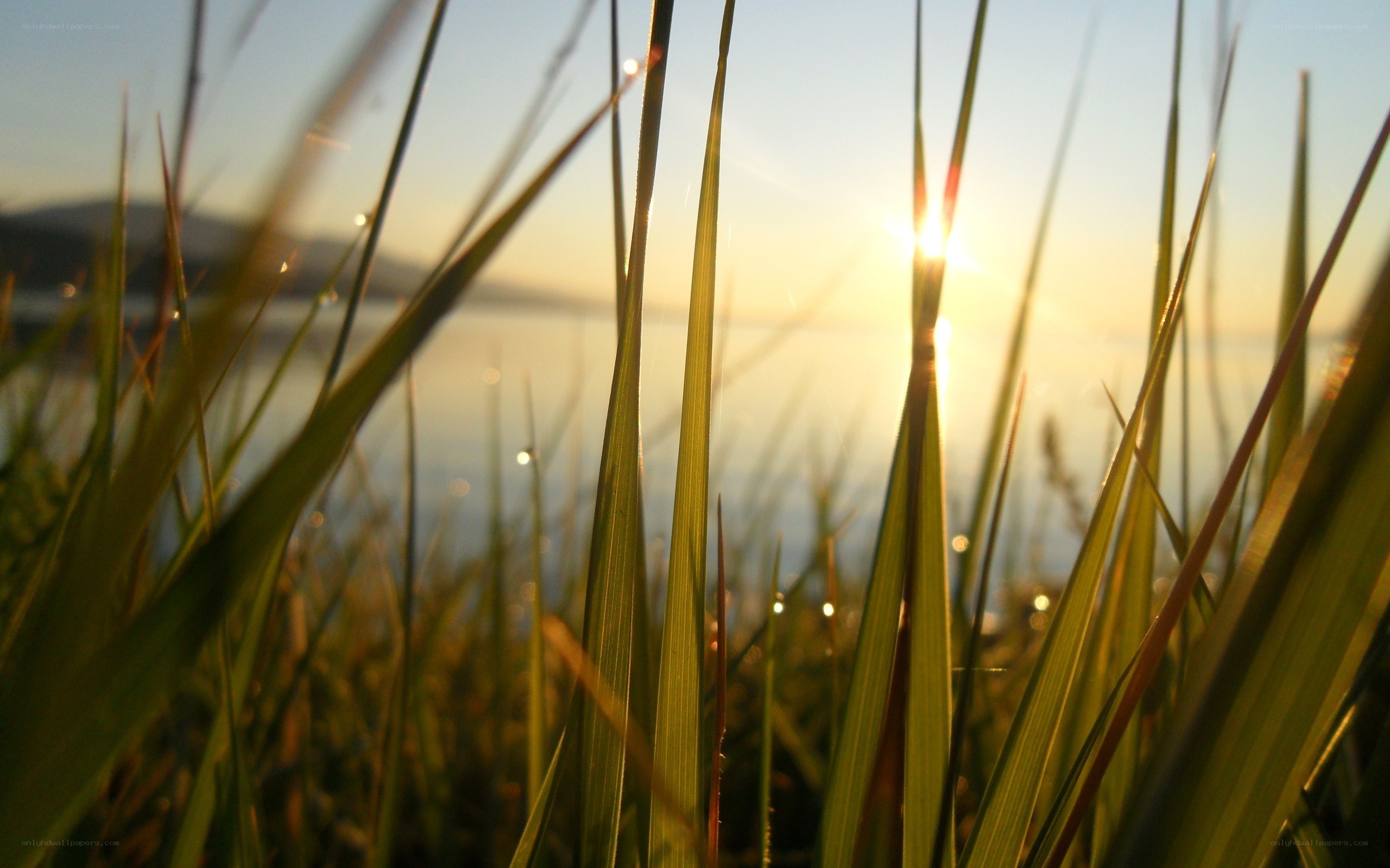 Sunrise through grass blades