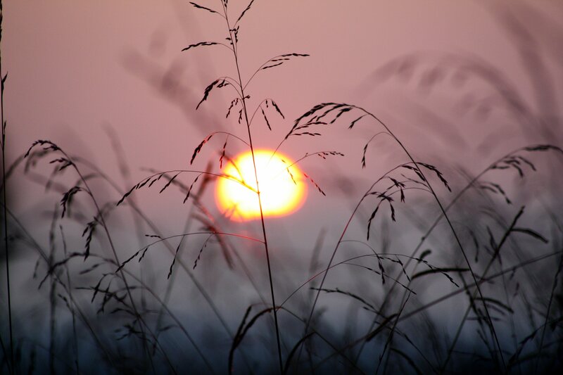 Sunrise Through Grass — Orange, Serene